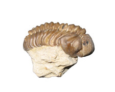 Devonian Paciphacops campbelli trilobite fossil Bois d'Arc Oklahoma #P3