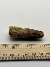 Spinosaurus 2.25” TOOTH  Teeth Dinosaur Fossil before T Rex Cretaceous F67