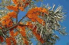 200 Seeds Sea Buckthorn, Seaberry - Hippophae Rhamnoides - Grow Edible Fruit