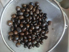 30 Kentucky Coffee-Tree Seeds 