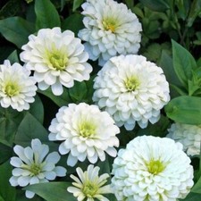 Zinnia seeds, 0,4g Graceful WHITE BEAR seeds, heirloom organic seeds -626