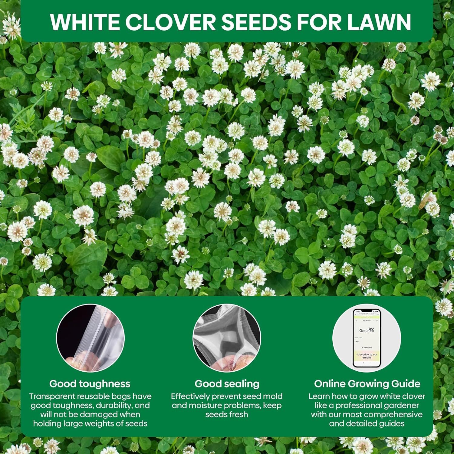 Perennial White Dutch Clover Seeds for Lawn, 2 lbs, Ground Cover Clover,