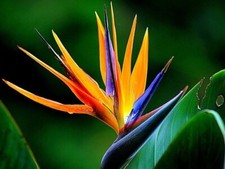 X Large Orange Bird of Paradise Strelitzia reginae Mad Happenings Tropical Plant