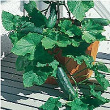 Spacemaster Cucumbers Seeds (25+ Seeds)(More Heirloom, Organic, Non GMO, Vegetab