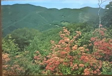 Flame Azalea, Full-Bloom Mile High Overlook Great Smoky Mountains National Park