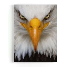 The Eagle Framed Canvas Stretched Ready to Hang 50x40 Home decor Gift.