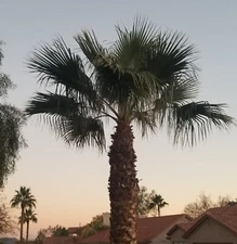 Washingtonia Fan Palm Tree Seeds ( 20)