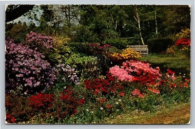Vintage Salmon Series Postcard Colorful Garden Flowers Scenic View