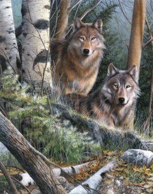 Watchful Eyes Wolf, Kevin Daniel, Wall Art Print Poster 14'' x 11''  2022