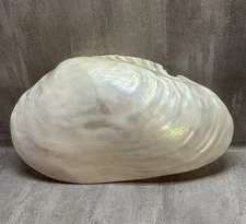 Large Pearlized Mussel Clam Shell Polished Chipped White Mother of Pearl 9” A29