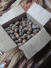 Large Oak Acorns With Caps, Circumfrence approximately 3 1/2 Inch