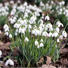 100 x Single Snowdrop Bulbs  (In the Green)-  Galanthus Nivalis