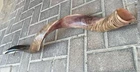 Half polished natual Judaica Kosher 60-70 Cm Yemenite Kudu Shofar horn Israel
