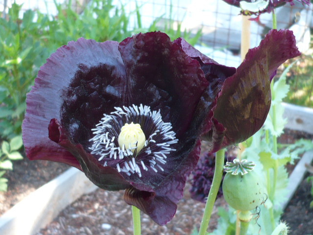 RED Turkish Wizard of OZ Papaver S. Poppy Seeds 5000+ *Shelley ak PoppyQueen