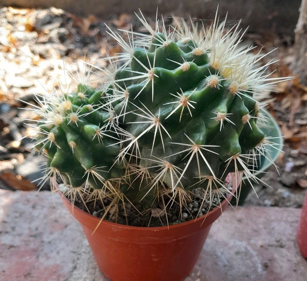 Echinocactus Grusonii Golden Barrel Cactus "DOUBLE"  Ships In A 3.5" Pot Nice!
