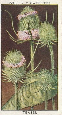 WILLS'S CIGARETTES TOBACCO CARD - WILD FLOWERS - TEASEL