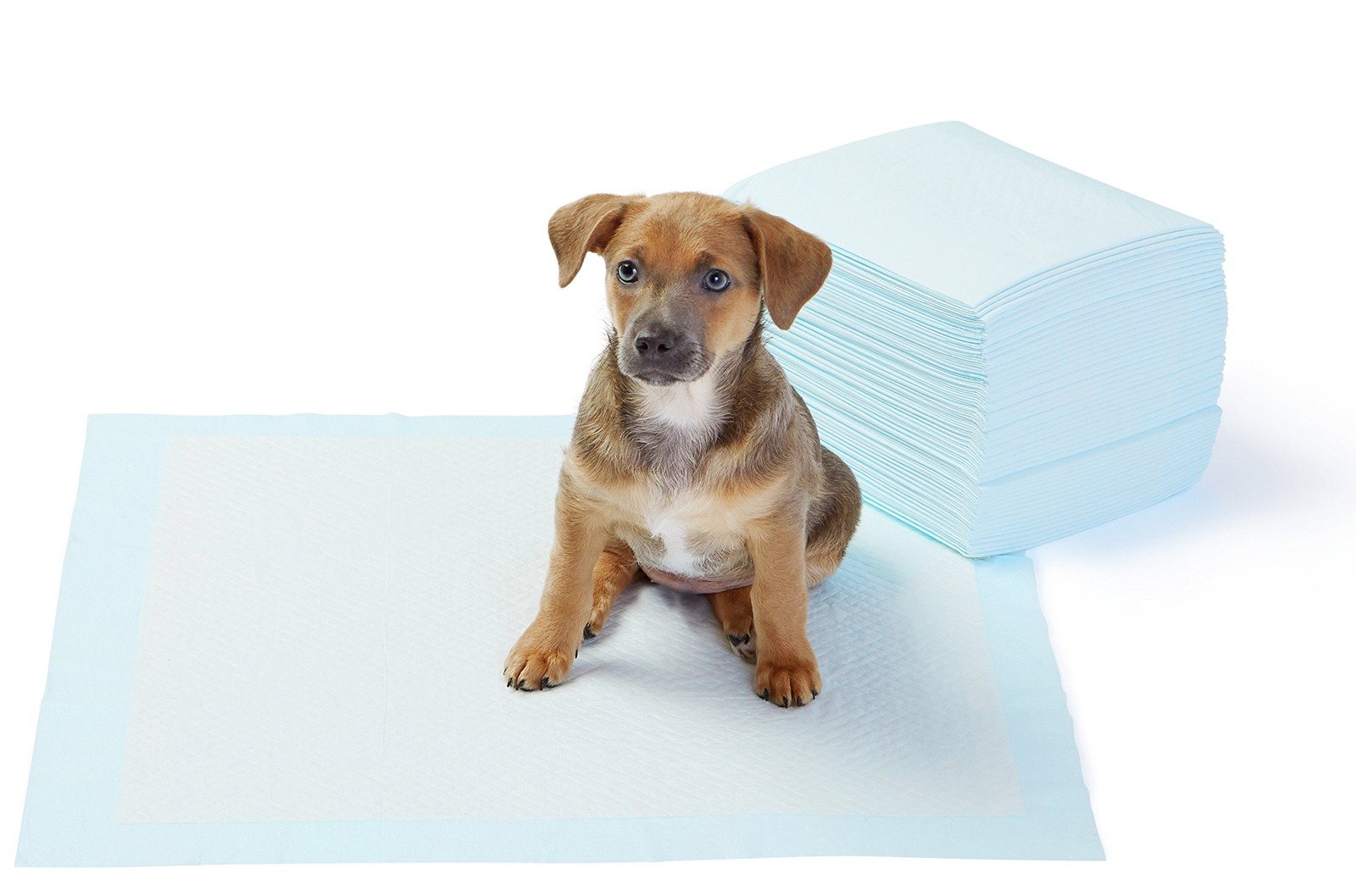 Amazon Basics Dog and Puppy Training Pads, Leakproof, 5-Layer Design
