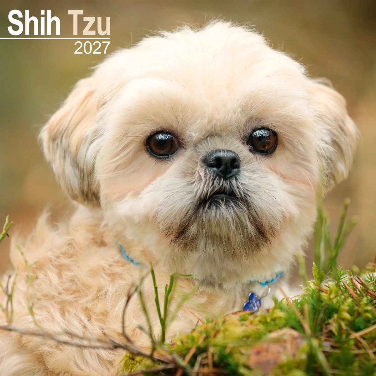 Shih Tzu Calendar 2027, Wall Calendars, Month To View, Dogs, Gift