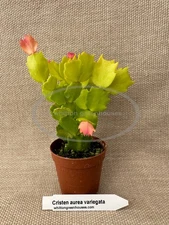 2" Cristen Aurea Var  - flowering size  - in bud - Thanksgiving/Christmas Cactus