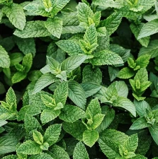 3000+ Peppermint Seeds (Mentha piperita)- 3000 Seeds, Non-GMO Heirloom Perennial