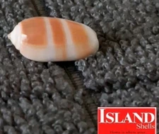 Oliva carneola f. kwajaleinensis #7  17.4mm ULTRA! EXQUISITE BEAUTY from Kwaj