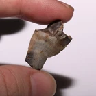 Piece of T.rex Tooth from the Hell Creek Formation Cretaceous Dinosaur Fossil