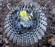 Ultra Rare SEEDS Copiapoa Cinerea v.“Melanohystrix” US SELLER LIMITED RESTOCK