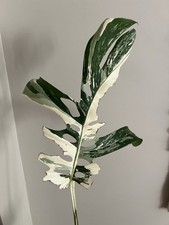 Variegated Monstera Single Leaf Cutting w/ Stem  Aerial Roots, Green/Large Form