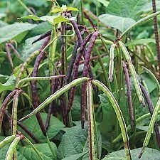 1/4 Pound (700 Seed) Top Pick Purple Hull Pea Seed