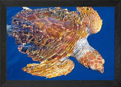 Unechte Karettschildkröte Gerahmtes Wandbild Poster Leinwanddruck Bild