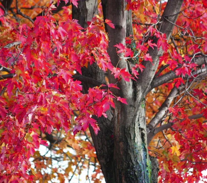 Acer tataricum (Tatar / Tatarian Maple) - 20 Tree Seeds | RARE Outdoor Bonsai UK - Image 2 of 3