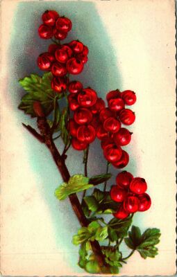 Barberry Fruit Bush Postcard Unused (34601)