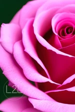 Pink Rose Portrait Digital Image Picture Photo Wallpaper Background AI ART