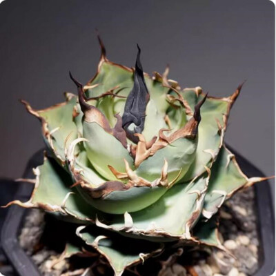 アガベ Agave titanota Hades 134 6.5-8cm Agave Titanota Hades