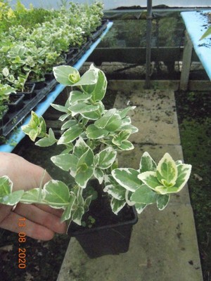 3 X Euonymus Fortunei Emerald Gaiety Plants P7 Pots Low Hedge Evergreen Shrub Ebay