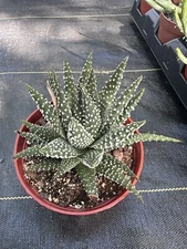Haworthia pumila Cluster cactus Cacti Succulent