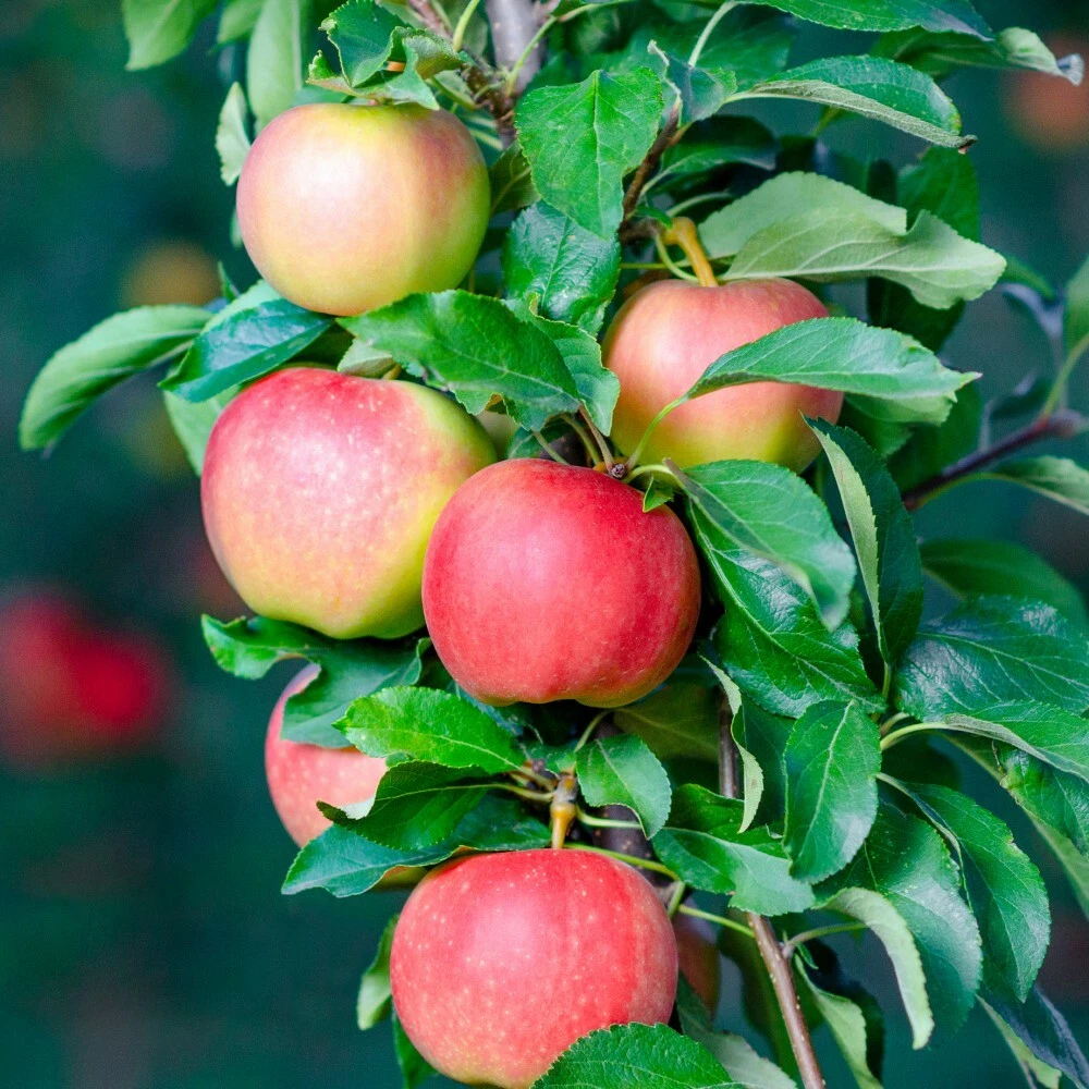 Dwarf Gala Apple Tree