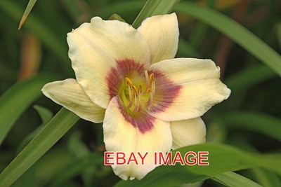 PHOTO  HEMEROCALLIS - DAY LILY