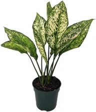 Aglaonema Beautiful Winehouse Wintry Evergreen Low Light House Live Plant 4" Pot