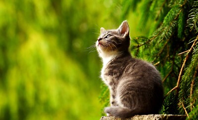 Photo Digital Product Wallpaper Background Image Picture cute cat animal friend