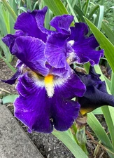 1 - TRAJECTORY DWARF GERMAN IRIS Bulb Root Rhizome FRAGRANT AWARD WINNING BLOOMS