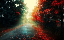 Landscape red leaves road forest fall trees fallen Custom Gaming Mat Desk