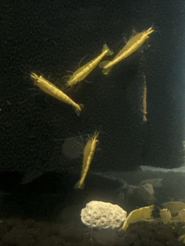 10+2 Yellow Fire Golden Back  Freshwater Neocaridina Shrimp FAST FREE SHIPPING
