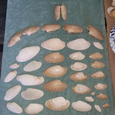 Sunray Venus Clam shells 1lb 12 oz Some whole, butterfly, partials