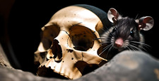 Skull with Rat License Plate 6x12 Aluminum Dark Gothic Decor Made in USA