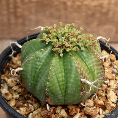 D2923 EUPHORBIA VALIDA pot12-H7-W8 cm MaMa Cactus | eBay