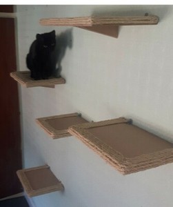 cat shelving