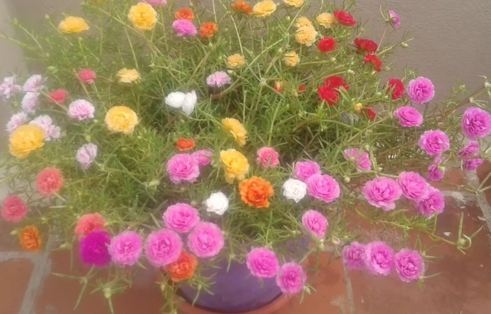 COLOR MIXES Grandiflora Portulaca Moss Rose Cuts Plants - READ DESCRIPTION - Image 2 of 4