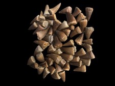 55 Pieces Teeth Mosasaur Fossils 6Cm -5 Cm -4Cm-3 Cm From Morocco