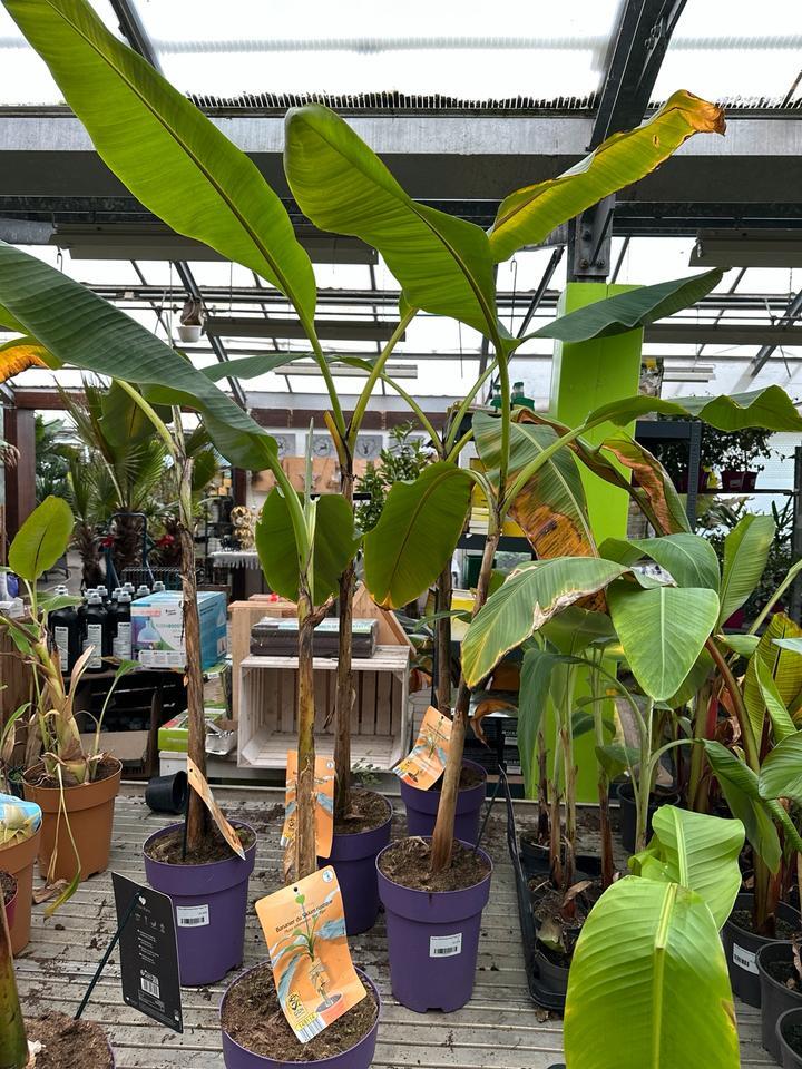 Tigre Rojo-Plátano Musa sikkimensis Tigre Rojo 120-160 cm Resistente Palmera de Plátano